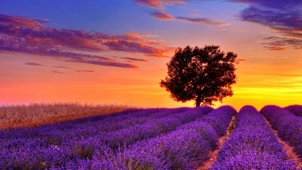 Messaggio dal Ventitreesimo Arcano sulla Lavanda